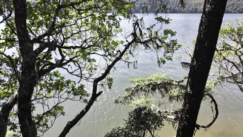 Backlit Lake through Tree Branches with Hanging Lichen Stock Footage 340130885