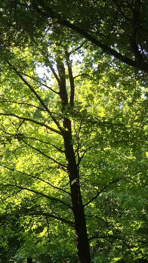 Backlit large plane trees with lush green foliage create a cool Stock Footage 337894476