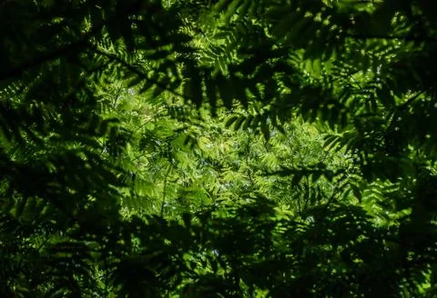 Backlit layers of a forest tree canopy Stock Photos