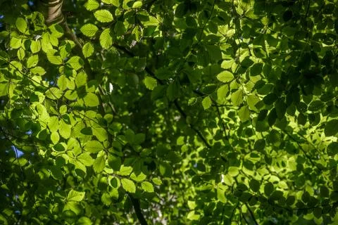 Backlit layers of a forest tree canopy 写真素材