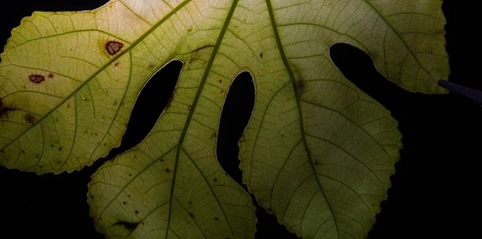 Backlit leaf for background use Stock Photos