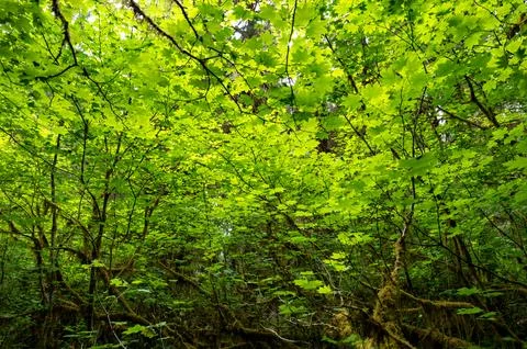 Backlit leaf canopy in Hall of Mosses Trail in Olympic National Park. Stock Photos