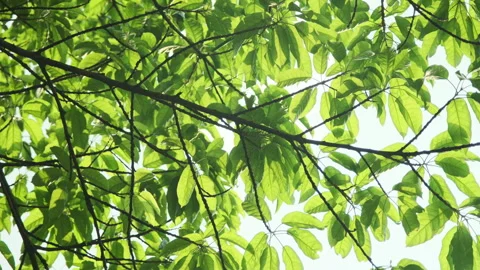 Backlit Leaf Close-up: Translucent Foliage Glistening in Afternoon Park Sun 스톡 동영상 319400731