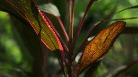 Backlit Leaf Close-up: Translucent Foliage Glistening in Afternoon Park Sun 스톡 동영상 319413951