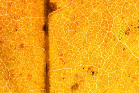 Backlit leaf fall detail Stock Photos