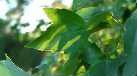 Backlit leaf Stock Footage 12188341