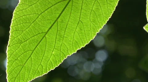 Backlit Leaf Stock-Footage 54051650