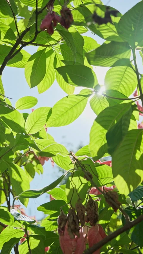 Backlit Leaf Macro: Translucent Foliage with Crystal Clear Veins (ProRes 422) Stock-Footage 320822111