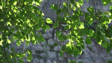 Backlit Leaf Motion: Translucent Green Foliage Swaying with Clear Veins Stockbeeldmateriaal 320885797