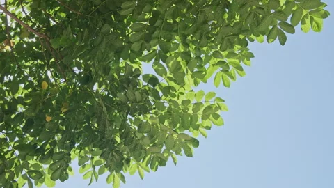 Backlit Leaf Motion: Translucent Green Foliage Swaying with Clear Veins Stock Footage 320885982