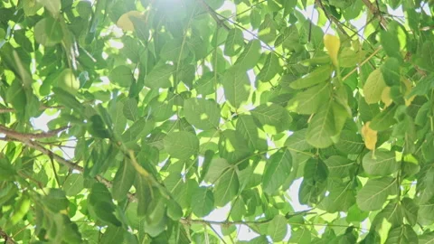Backlit Leaf Motion: Translucent Green Foliage Swaying with Clear Veins Stock Footage 320886205