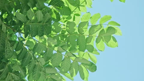 Backlit Leaf Motion: Translucent Green Foliage Swaying with Clear Veins Stock-Footage 320886404