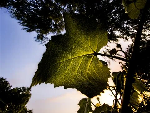 Backlit leaf showcasing intricate vein patterns against a sunset sky Fotos de archivo
