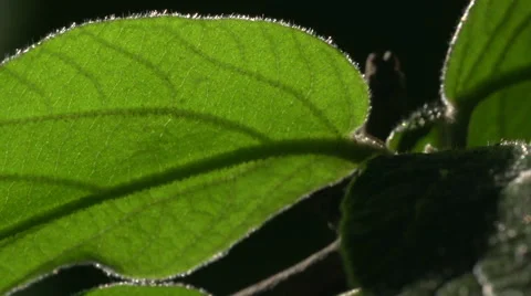 Backlit Leaf on a Sunny Day 動画素材 51065178