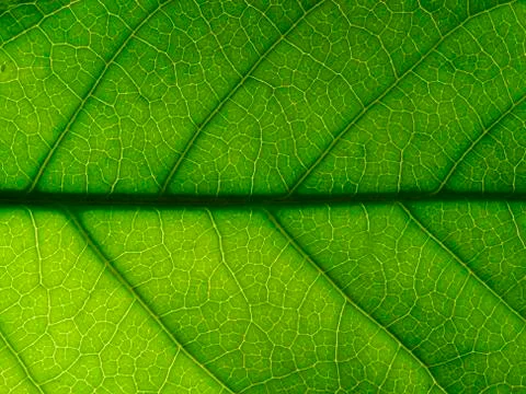 Backlit leaf texture background Stock Photos