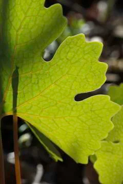 Backlit leaf veins of bloodroot Stock Photos
