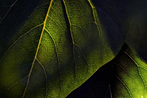 Backlit leaf veins glowing, abstract macro Stock Photos
