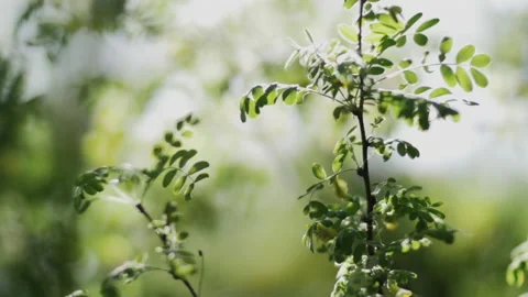 Backlit leaves with beautiful bokeh 库存影片 172322941