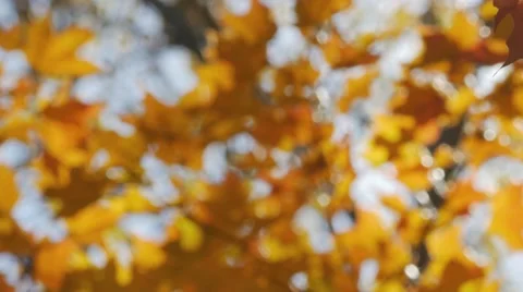 Backlit leaves blowing in the wind Stock-Footage 57397530