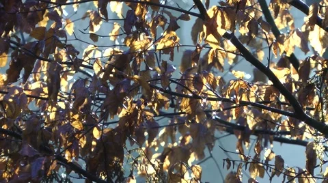 Backlit leaves dripping water Stock Footage 46594986
