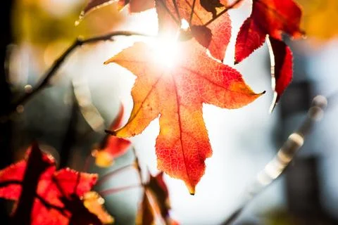 Backlit leaves on a maple tree in fall 写真素材