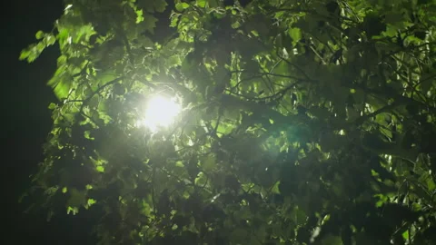 Backlit leaves in the night Stock Footage 270146469