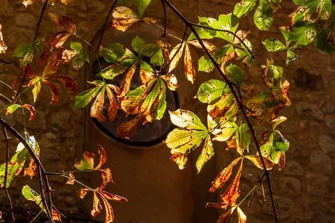 Backlit leaves in a tree Stock Photos
