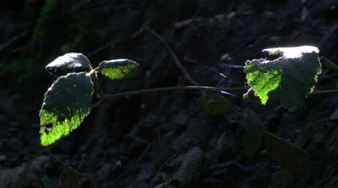 Backlit leaves in wood Stock Footage 49093494