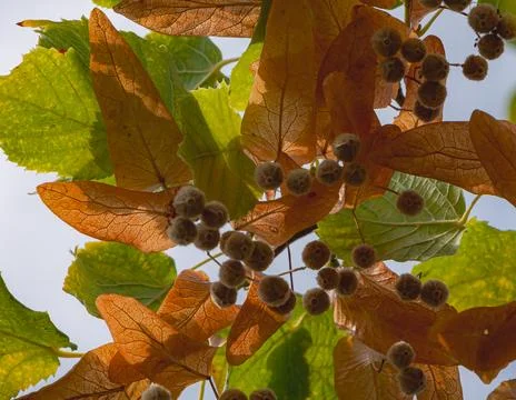 Backlit linden seed clusters with dry winged bracts and green leaves glowin.. Fotos de archivo