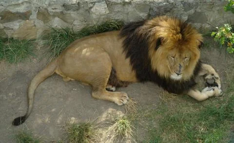 Backlit lion Stock-Fotos