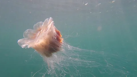Backlit Lion's Mane Jellyfish Stock Footage 263951072