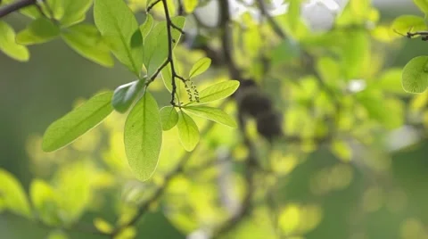 Backlit Live Oak Leaves Narrow Video stock 62804145