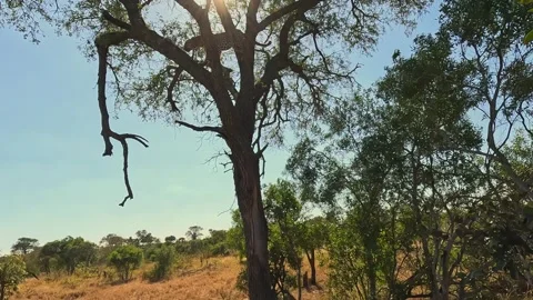 Backlit low angle leopard leaps in tree branches, with sun beams Stock Footage 341324117