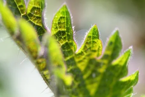 Backlit macro close-up of a stinging nettle (Urtica dioica). Stock Photos