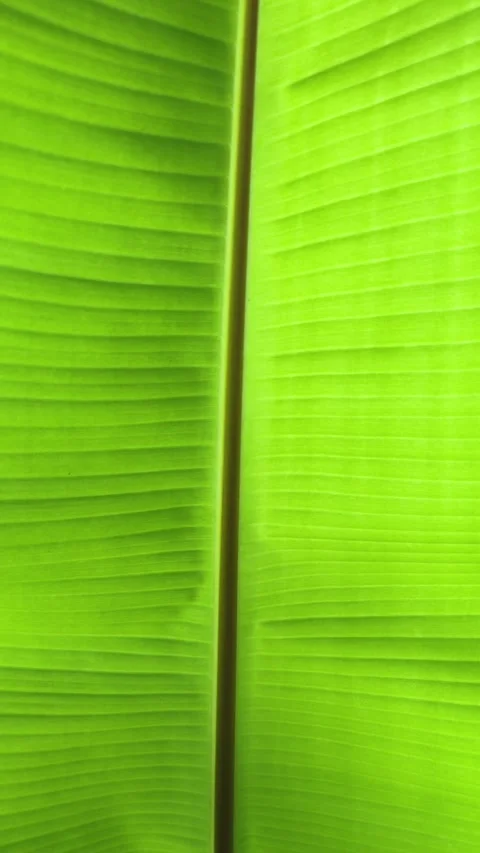 Backlit macro of a large green leaf with visible veins, glowing in sunlight. Stock Footage 312195812