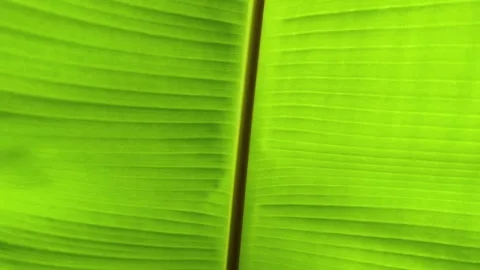 Backlit macro of a large green leaf with visible veins, glowing in sunlight. Stock Footage 312374060