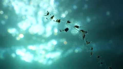 Backlit Manefish and Siphonophore with Sun Glare Stock Footage 334784708