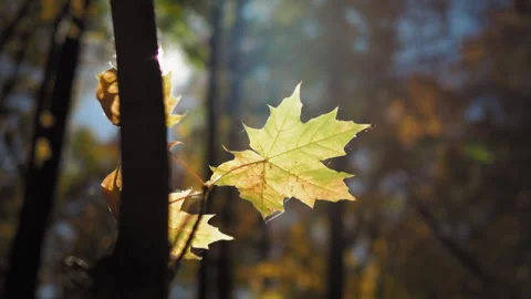 Backlit maple leaf swaying on branch autumn forest blurred background Video stock 252993026