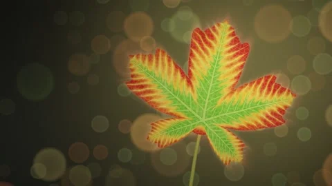 Backlit Maple Leaf Turning From Green to Crimson Autumn Macro Transformation Stockbeeldmateriaal 347525917