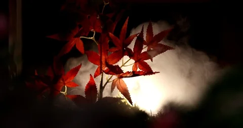 Backlit maple leaves accompanied by white smoke flowing. Video stock 122544657