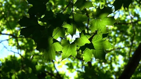 Backlit maple leaves are swaying in a ummer breeze Stock Footage 338335896