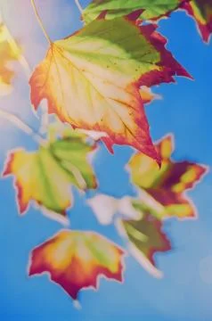Backlit maple leaves during fall or autumn Stock Photos