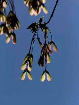 Backlit maple tree seeds Foto stock