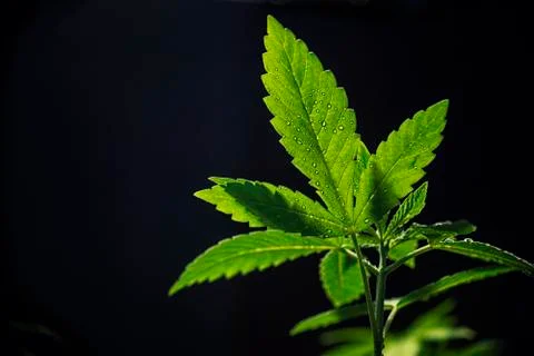Backlit marijuana leaf with droplets Stock Photos