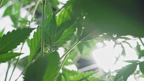 Backlit Marijuana Leaves Swaying in Soft Daylight Video stock 345180278