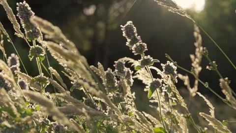 Backlit meadow grass close-up Stock Footage 336465857