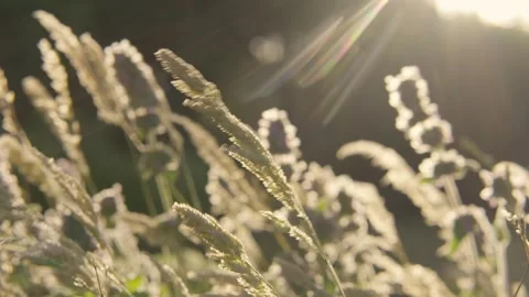 Backlit meadow grass close-up Stock Footage 336465881