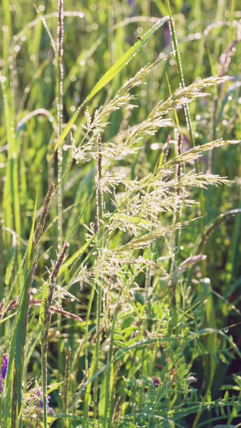 Backlit meadow grass with dew sparkling on feathery seed heads in vertical close Stock Footage 341882632