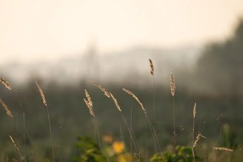 Backlit meadow grass stems with hazy horizon, soft morning glow Stock-Fotos