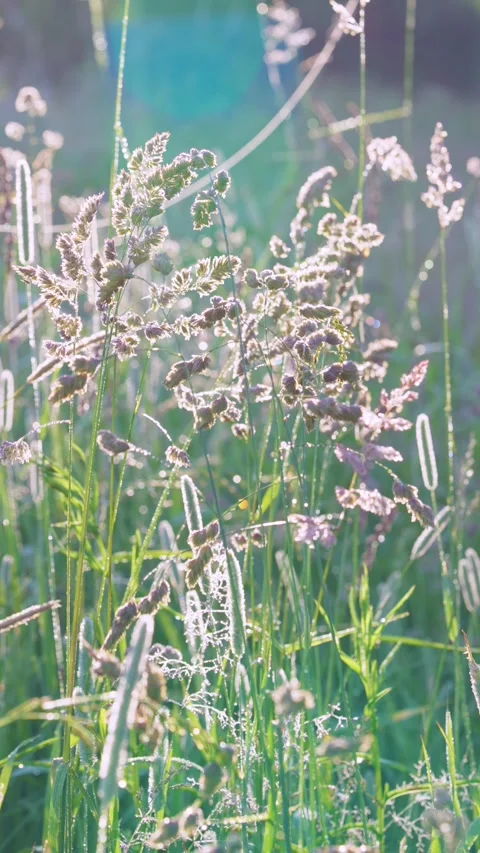 Backlit meadow grasses and seedheads swaying in gentle breeze with dewy spiderwe Stock Footage 341884064